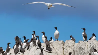Daha Keskin Fotoğraflar Çekmenin Yolları: Profesyonel Teknikler 20 gull and guillemot