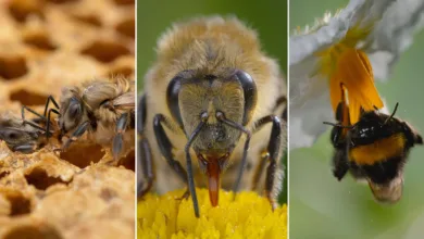 Arıların Gizli Dünyası: “Secrets of the Bees” Belgeselinde Eşi Görülmemiş Makro Çekimler 1 nat geo secrets of the bees featured