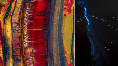 Doğanın Desenlerini Okumak: ‘Patterns’ ile Görünmeyeni Görmek 3 patterns featured