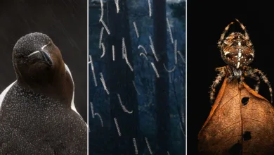 Scottish Nature Photography Awards 2025 Kazananları Açıklandı 6 snpa 2025 featured