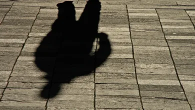 Sokak Fotoğrafçılığının Bir Yırtıcı Sorunu Var (Ve Fark Etmiyorsun) 6 street photography oped david m m taffet ftrd