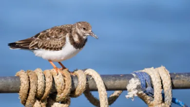 Fotoğrafçılar İçin Tasarım Neden Vazgeçilmezdir? 20 turnstone 2048x1075 1