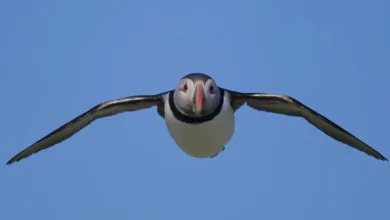 Megapiksel Yarışı: Fotoğrafçılar Gerçekten Daha Fazlasına İhtiyaç Duyuyor mu? 2 Flying puffin