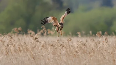 Aynı Fotoğraf Neden Farklı Anlaşılır? | Yüzüklerin Efendisi Üzerinden 2 Marsh Harrier 1 2048x1075 1
