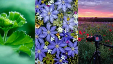 Doğanın Minyatür Dünyaları: Makro Kompozisyonlar İçin İleri Seviye Teknikler 18 Nature in Miniature by Kate Garibaldi