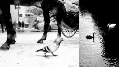 Alan Schaller : Street Safari 2 Alan Schaller Street Animals