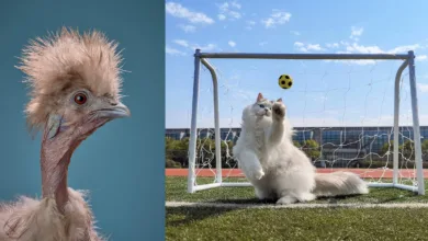 2026 Uluslararası Evcil Hayvan Fotoğrafçılığı Ödülleri'nin En İyi 10 Finalist Fotoğrafı 3 International Pet Photographer year 2026 finalists