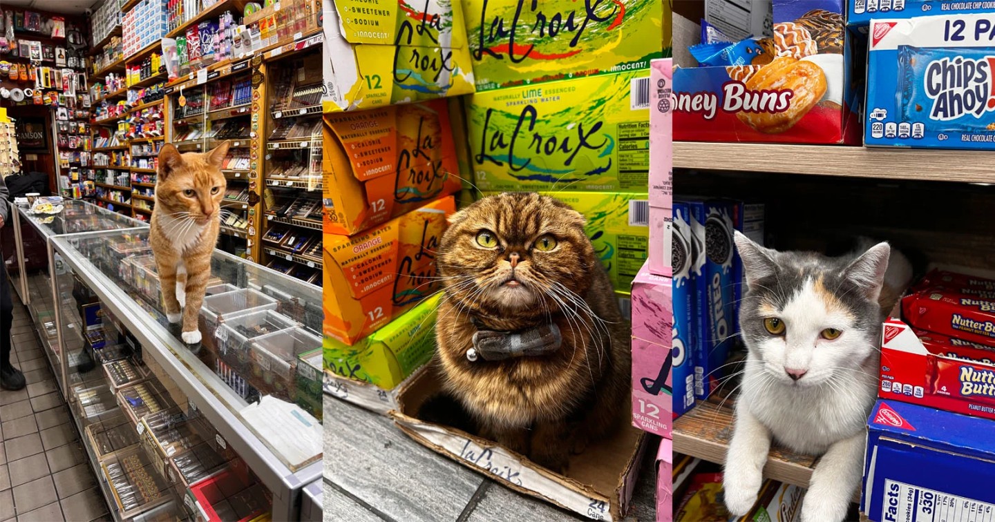 Bodega Kedileri: New York'un Mahalle Dükkânlarının Sessiz Kahramanları 3 bitsocial raw 64144