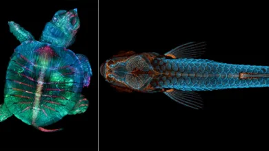 Nikon, 101 Yıllık Mikroskop Mirasını Fotomikrografinin Gizli Dünyasıyla Kutluyor 4 nikon small world exhibit 2026 featured